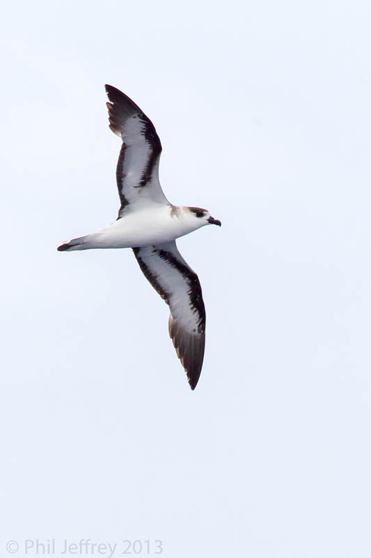 Black-capped Petrel