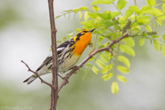 Blackburnian-Warbler-W5G2532