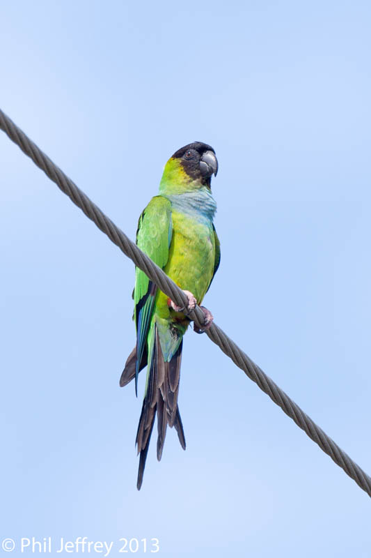 Nanday Parakeet