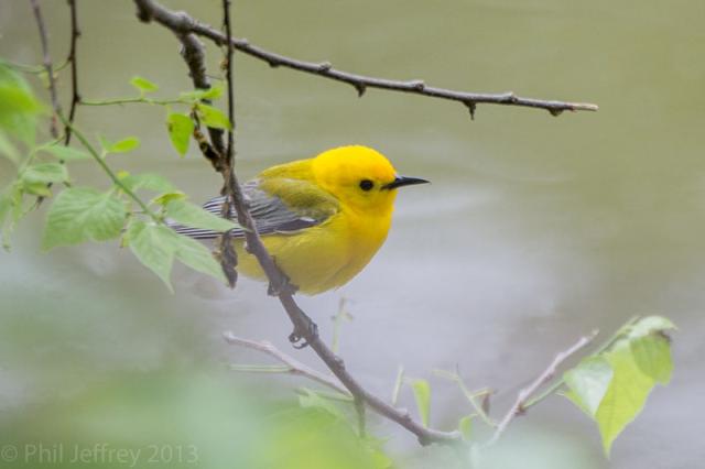 Prothonotary Warbler