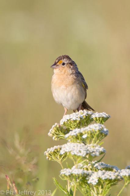 Grasshopper Sparrow