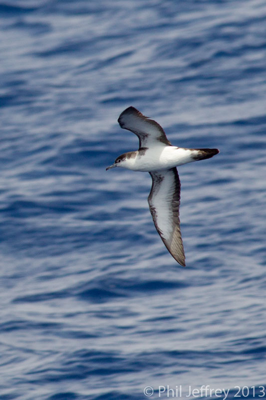 Audubon's Shearwater