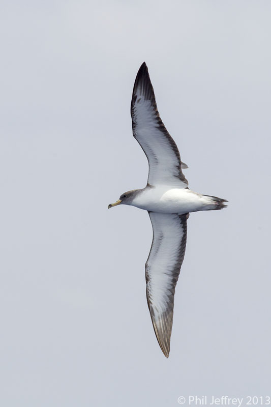 Cory's Shearwater