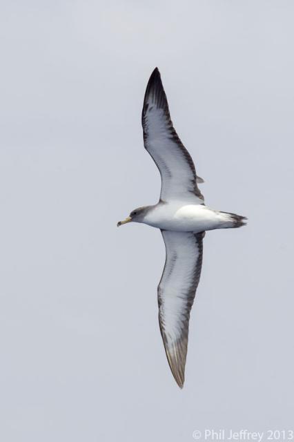 Cory's Shearwater