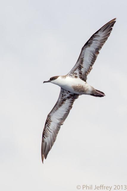 Great Shearwater