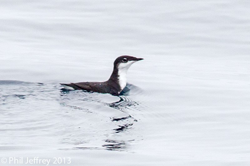 Scripps's Murrelet