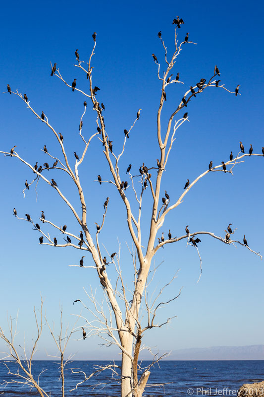 Double-crested Cormorant roost