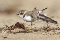 Snowy Plover wing-stretching