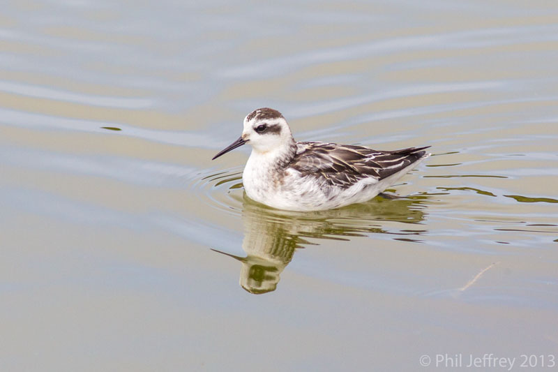 Red-necked Phalarope