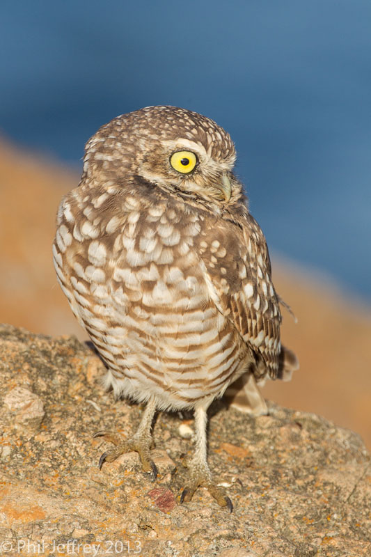 Burrowing Owl