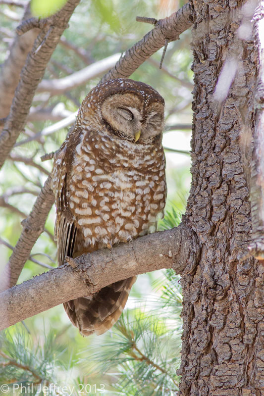 Spotted Owl