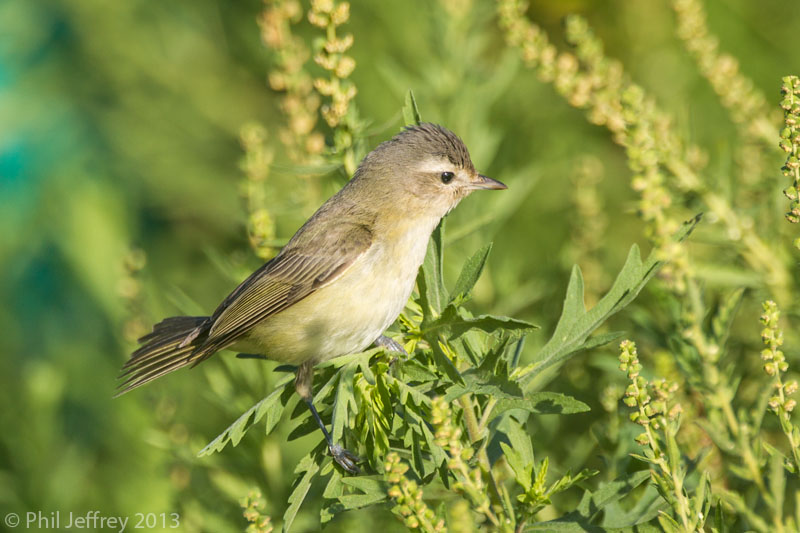 Warbling Vireo (Western)