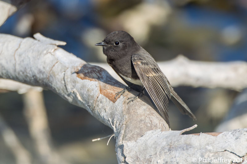 Black Phoebe