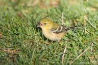 Bay-breasted Warbler