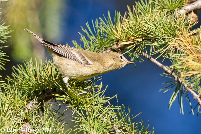 Pine Warbler