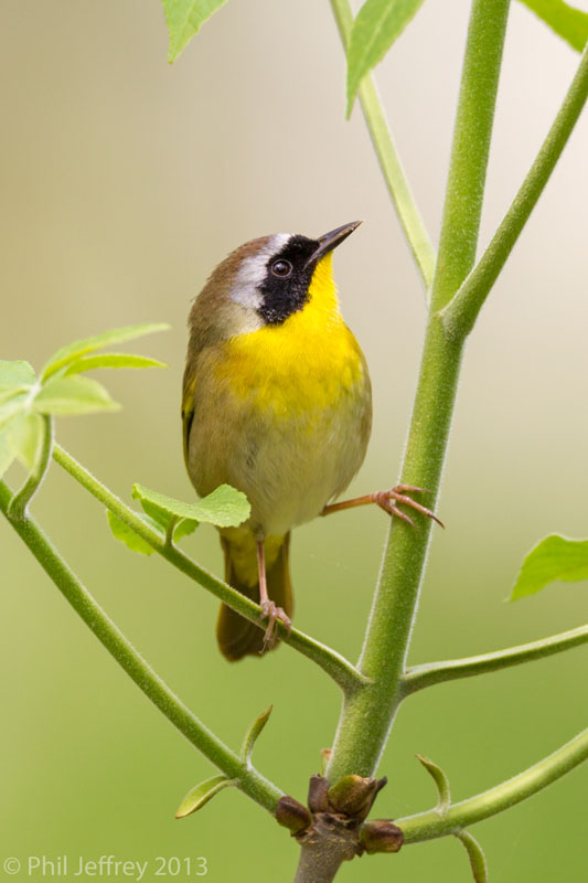 Common Yellowthroat