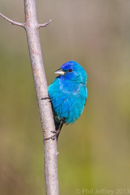 Indigo Bunting male