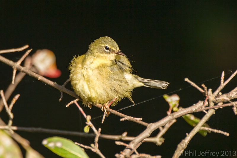 Black-throated Blue Warbler