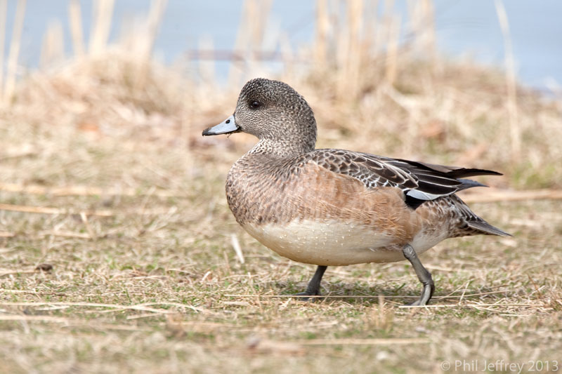 American-Wigeon-94R1562