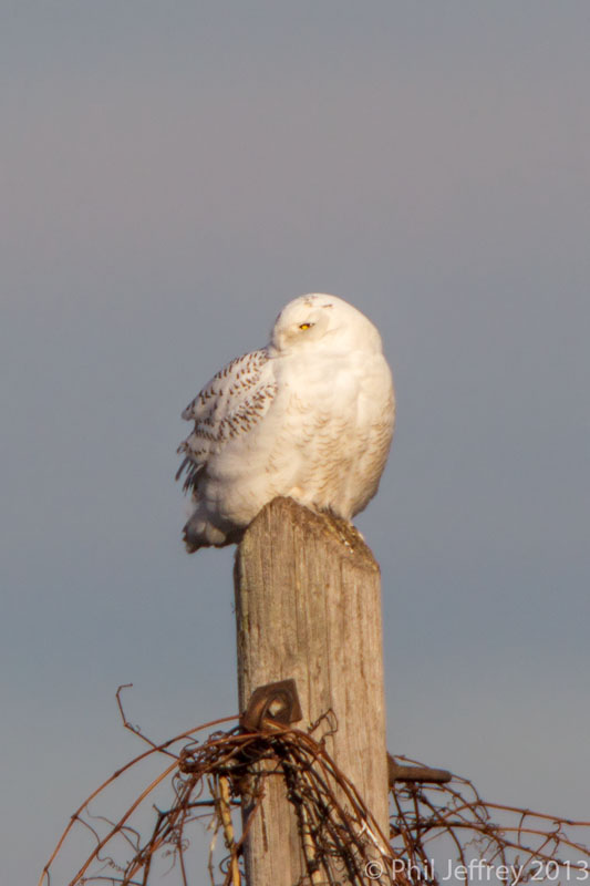 Snowy Owl (DE)