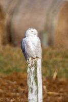 Snowy Owl (PA)