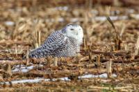 Snowy Owl (PA)