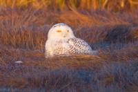 Snowy Owl at sunset
