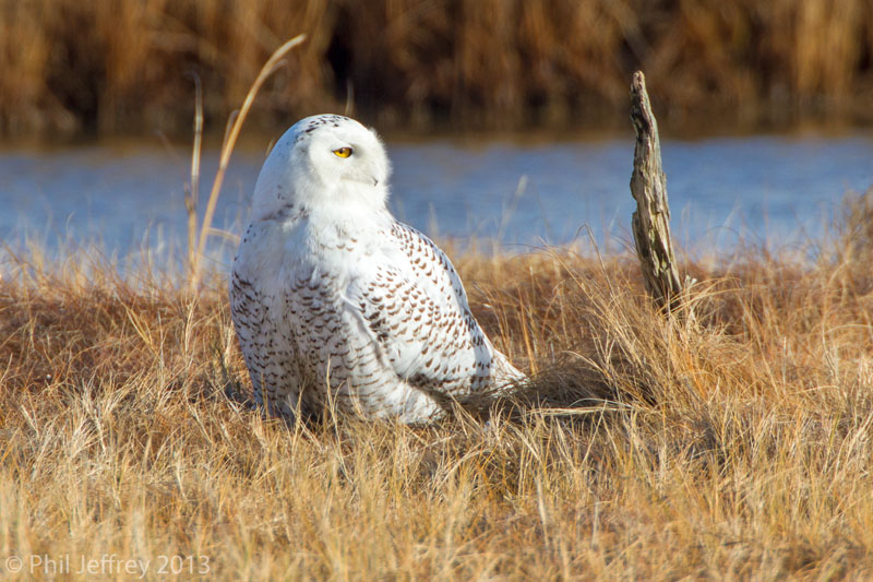 Snowy Owl