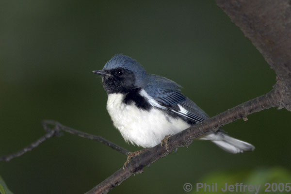 Black-throated Blue Warbler