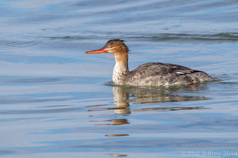 Red-breasted Merganser 