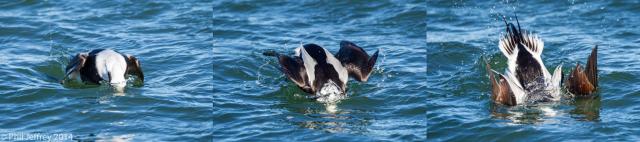 Long-tailed Duck diving
