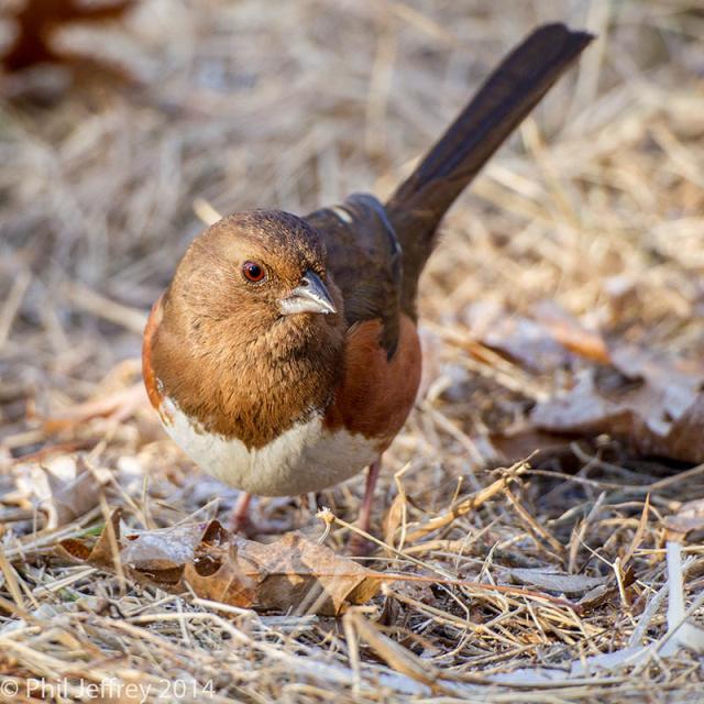 Eastern Towhee female