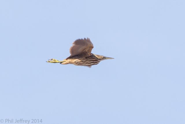 American Bittern in flight