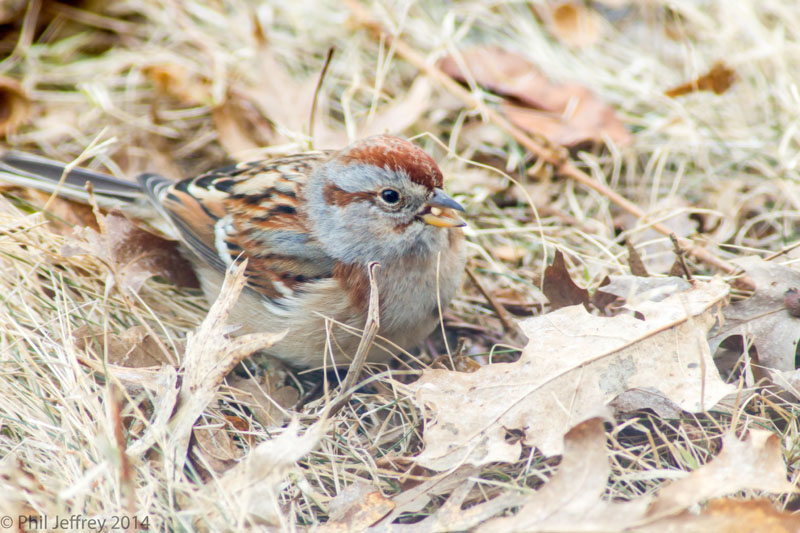 American Tree Sparrow