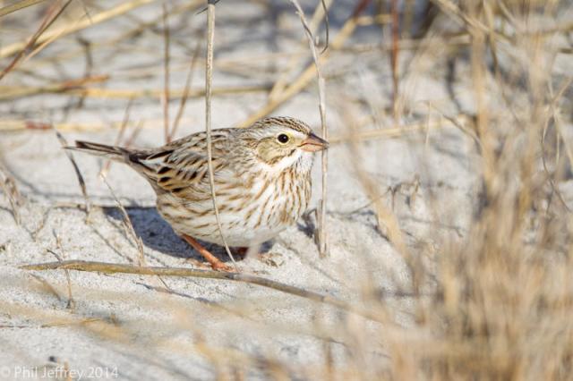 "Ipswich" Savannah Sparrow