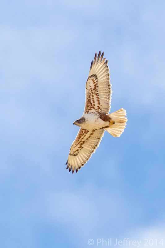 Ferruginous Hawk