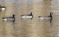 Barnacle Goose with Barnacle X Canada hybrids