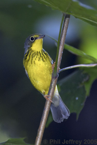 Canada Warbler