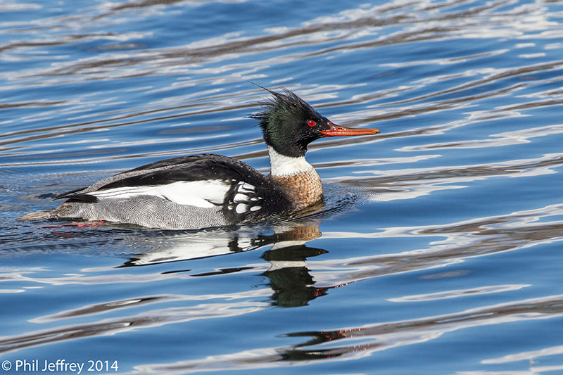 Red-breasted Merganser