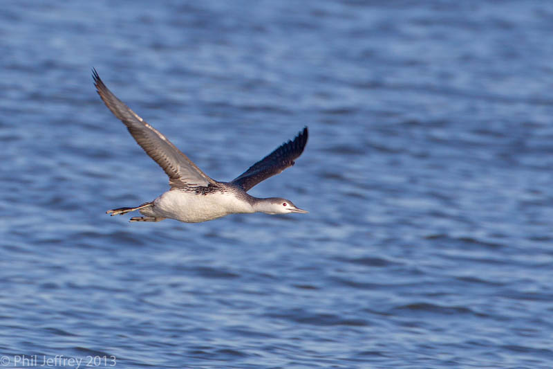 Red-throated Loon in flight