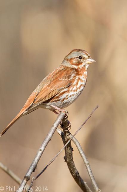 Fox Sparrow