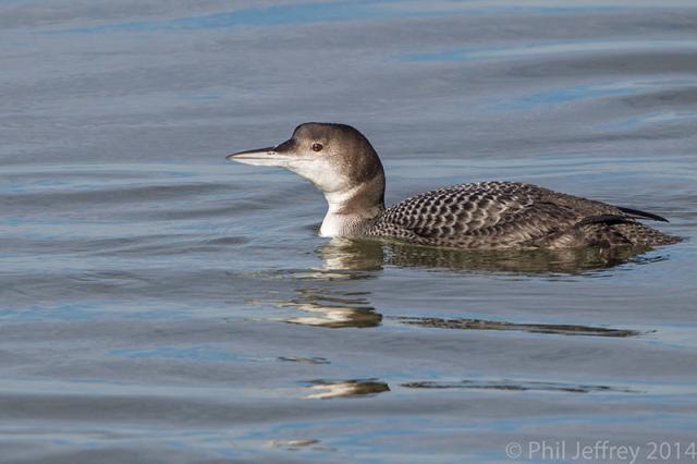 Common Loon immature