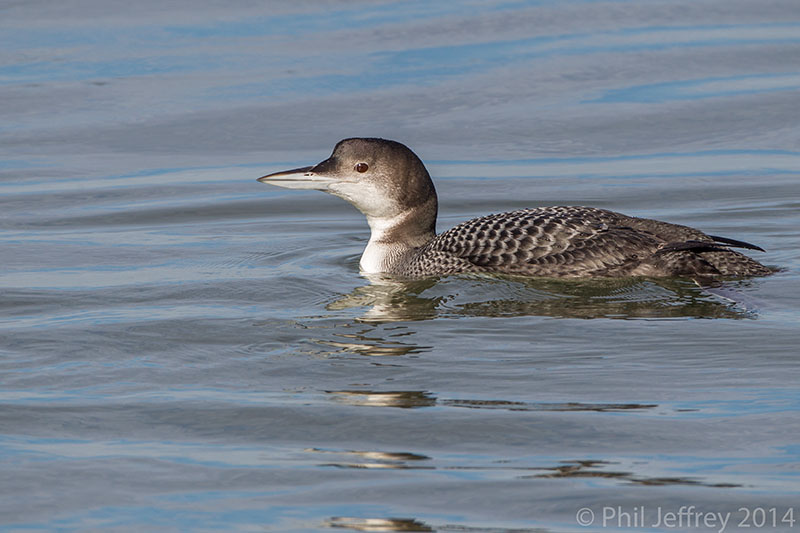 Common Loon immature