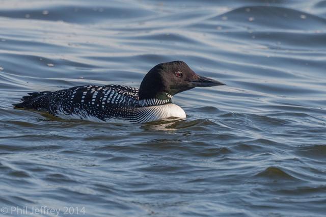 Common Loon