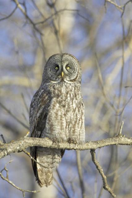 Great Gray Owl