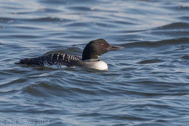 Common Loon