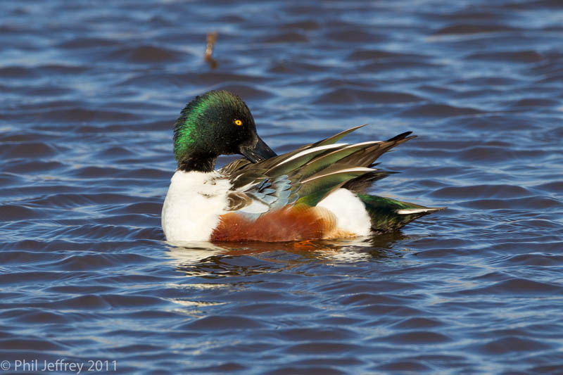 Northern Shoveler