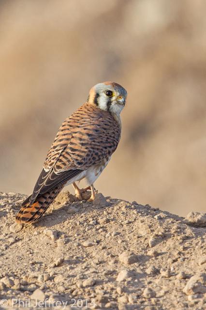 American Kestrel
