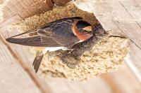 Cliff Swallow at nest