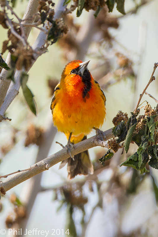 Streak-backed Oriole